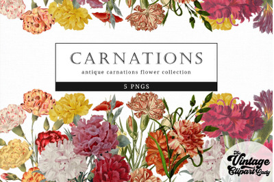 Carnations Vintage Floral Botanical Clip Art