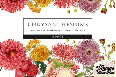 Chrysanthemums Vintage Floral Botanical Clip Art