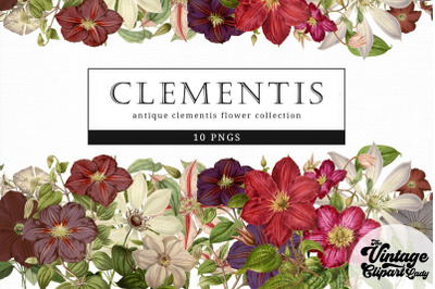 Clementis Vintage Floral Botanical Clip Art