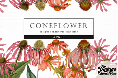 Coneflower Vintage Floral Botanical Clip Art