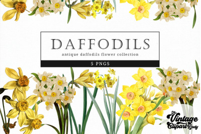 Daffodils Vintage Floral Botanical Clip Art