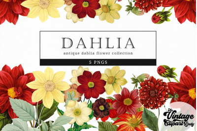 Dahlia Vintage Floral Botanical Clip Art