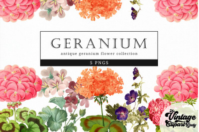 Geranium Vintage Floral Botanical Clip Art