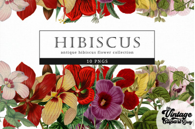 Hibiscus Vintage Floral Botanical Clip Art