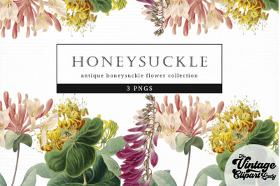 Honeysuckle Vintage Floral Botanical Clip Art