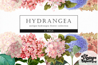Hydrangea Vintage Floral Botanical Clip Art