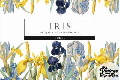 Iris Vintage Floral Botanical Clip Art
