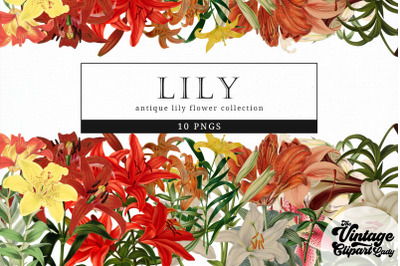 Lily Vintage Floral Botanical Clip Art