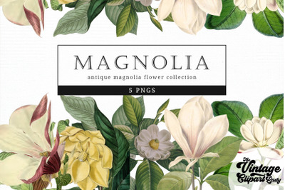 Magnolia Vintage Floral Botanical Clip Art