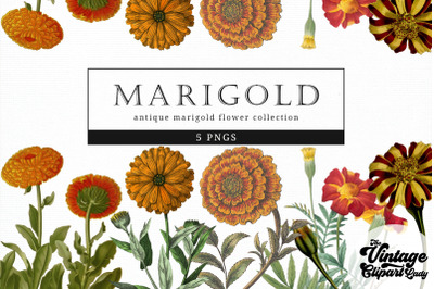Marigold Vintage Floral Botanical Clip Art