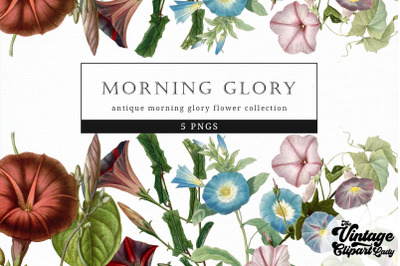 Morning Glory Vintage Floral Botanical Clip Art