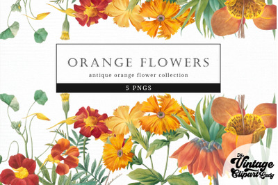 Orange Flowers Vintage Floral Botanical Clip Art