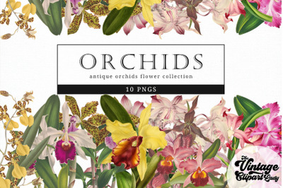 Orchids Vintage Floral Botanical Clip Art