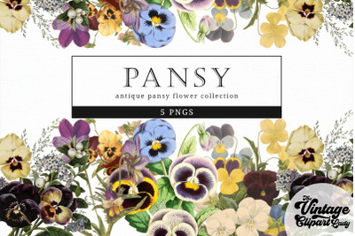 Pansy Vintage Floral Botanical Clip Art