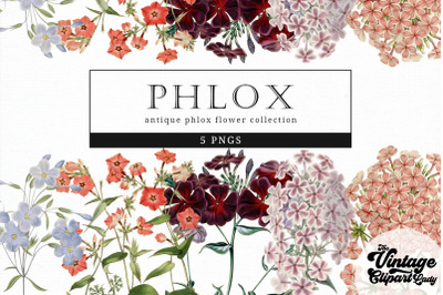 PHlox Vintage Floral Botanical Clip Art