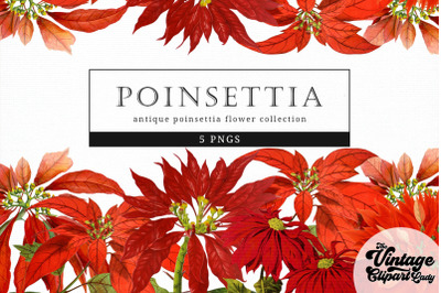 Poinsettia Vintage Floral Botanical Clip Art