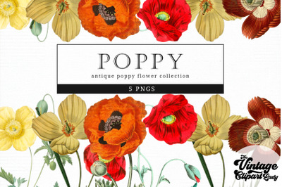 Poppy Vintage Floral Botanical Clip Art