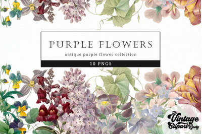 Purple Flowers Vintage Floral Botanical Clip Art