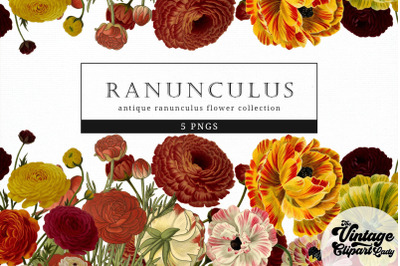 Ranunculus Vintage Floral Botanical Clip Art