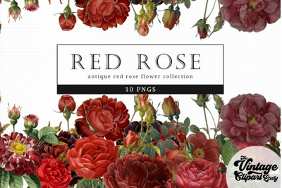Red Rose Vintage Floral Botanical Clip Art