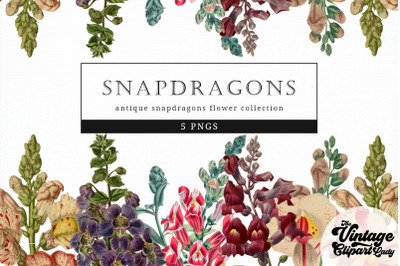 Snapdragons Vintage Floral Botanical Clip Art