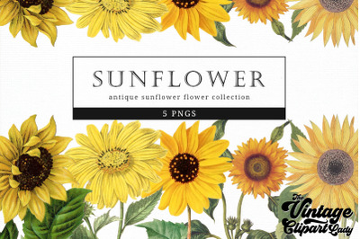 Sunflower Vintage Floral Botanical Clip Art