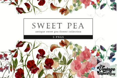 Sweet pea Vintage Floral Botanical Clip Art
