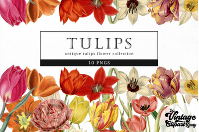 Tulips Vintage Floral Botanical Clip Art