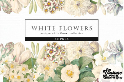 White Flowers Vintage Floral Botanical Clip Art