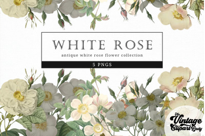 White Rose Vintage Floral Botanical Clip Art