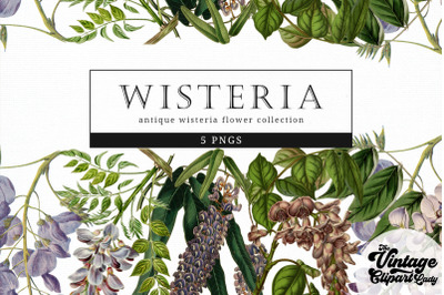 Wisteria Vintage Floral Botanical Clip Art