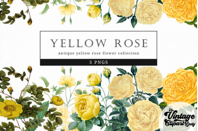 Yellow Rose Vintage Floral Botanical Clip Art