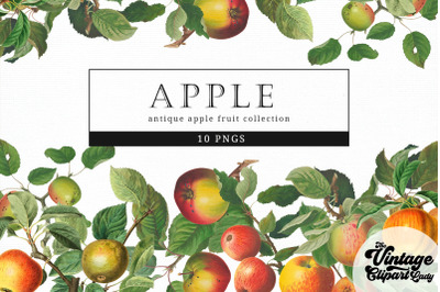 Apple Vintage Fruit Botanical Clip Art