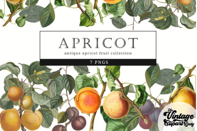 Apricot Vintage Fruit Botanical Clip Art