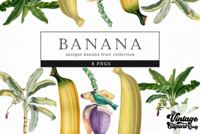 Banana Vintage Fruit Botanical Clip Art