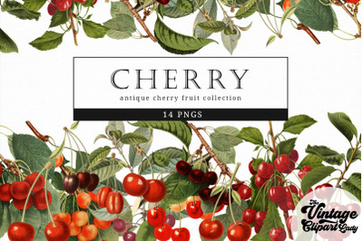 Cherry Vintage Fruit Botanical Clip Art