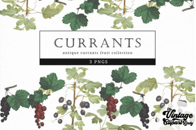 Currants Vintage Fruit Botanical Clip Art
