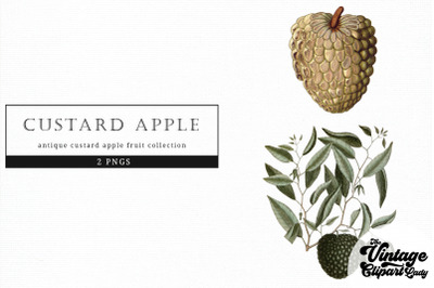 Custard Apple Vintage Fruit Botanical Clip Art