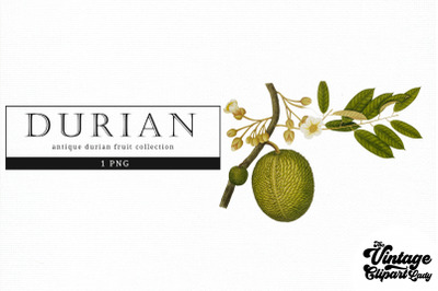 Durian Vintage Fruit Botanical Clip Art