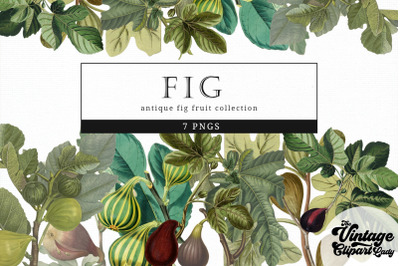 Fig Vintage Fruit Botanical Clip Art