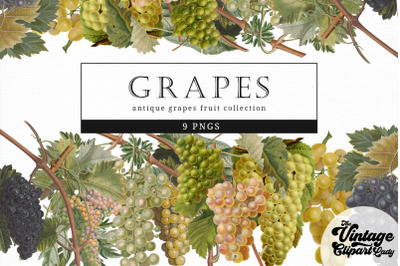 Grapes Vintage Fruit Botanical Clip Art