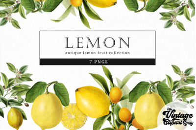 Lemon Vintage Fruit Botanical Clip Art