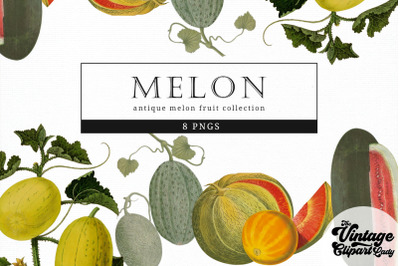 Melon Vintage Fruit Botanical Clip Art