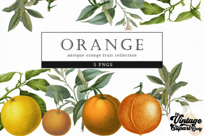 Orange Vintage Fruit Botanical Clip Art