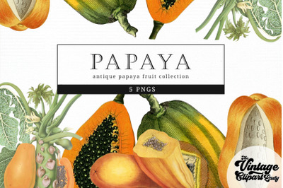 Papaya Vintage Fruit Botanical Clip Art