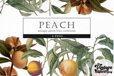 Peach Vintage Fruit Botanical Clip Art