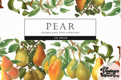 Pear Vintage Fruit Botanical Clip Art