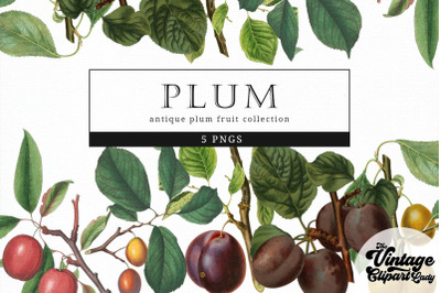 Plum Vintage Fruit Botanical Clip Art