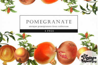 Pomegranate Vintage Fruit Botanical Clip Art
