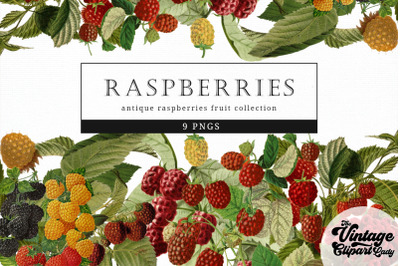 Raspberries Vintage Fruit Botanical Clip Art